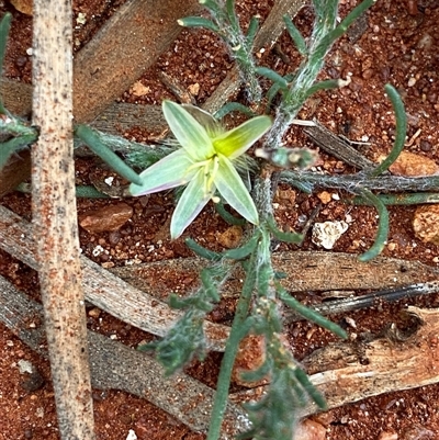 Ptilotus modestus (Paper Foxtail) at Gunderbooka, NSW - 23 Jun 2025 by Tapirlord