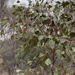 Eucalyptus populnea (Poplar Box, Bimble Box) at Gunderbooka, NSW - 23 Jun 2025 by Tapirlord
