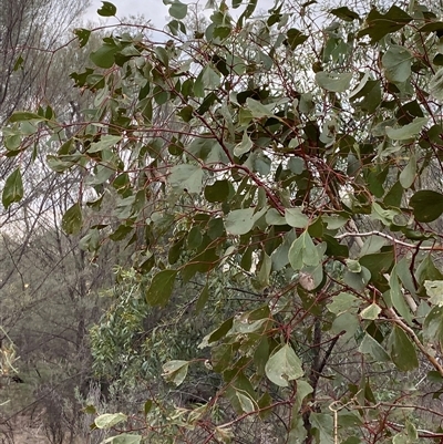 Eucalyptus populnea (Poplar Box, Bimble Box) at Gunderbooka, NSW - 23 Jun 2025 by Tapirlord