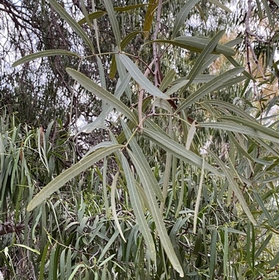 Atalaya hemiglauca (Whitewood) at Gunderbooka, NSW - 23 Jun 2025 by Tapirlord