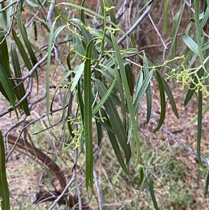 Geijera parviflora (Wilga) at Gunderbooka, NSW - 23 Jun 2025 by Tapirlord