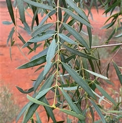 Santalum lanceolatum (Northern Sandalwood) at Gunderbooka, NSW - 23 Jun 2025 by Tapirlord