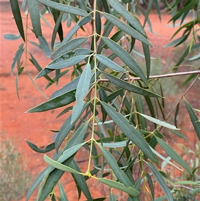 Santalum lanceolatum (Northern Sandalwood) at Gunderbooka, NSW - 23 Jun 2025 by Tapirlord
