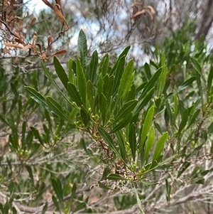 Dodonaea viscosa subsp. spatulata (Broad-leaved Hop Bush) at Gunderbooka, NSW - 23 Jun 2025 by Tapirlord