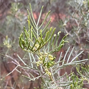 Senna artemisioides subsp. x artemisioides (Silver Cassia) at Gunderbooka, NSW - 23 Jun 2025 by Tapirlord