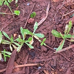 Centipeda thespidioides (Desert Sneezeweed) at Gunderbooka, NSW - 23 Jun 2025 by Tapirlord