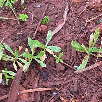 Centipeda thespidioides (Desert Sneezeweed) at Gunderbooka, NSW - 23 Jun 2025 by Tapirlord