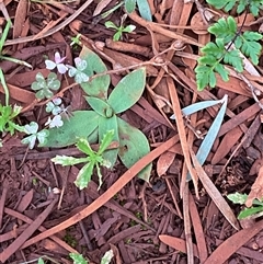 Pterostylis cobarensis (Dryland Orchid) at Gunderbooka, NSW - 23 Jun 2025 by Tapirlord
