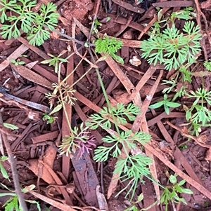 Daucus glochidiatus (Australian Carrot) at Gunderbooka, NSW - 23 Jun 2025 by Tapirlord