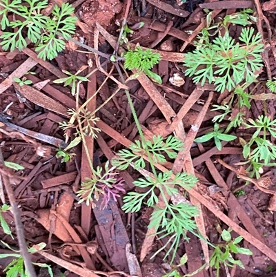 Daucus glochidiatus (Australian Carrot) at Gunderbooka, NSW - 23 Jun 2025 by Tapirlord