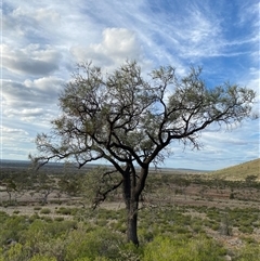Grevillea striata (Beefwood) at Gunderbooka, NSW - 22 Jun 2025 by Tapirlord