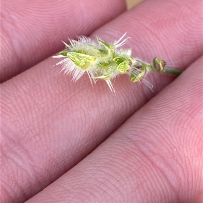 Thyridolepis mitchelliana (Window Mulga-Grass) at Gunderbooka, NSW - 22 Jun 2025 by Tapirlord