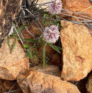 Ptilotus leucocoma (Ptilotus) at Gunderbooka, NSW - 22 Jun 2025 by Tapirlord