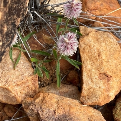 Ptilotus leucocoma (Ptilotus) at Gunderbooka, NSW - 22 Jun 2025 by Tapirlord