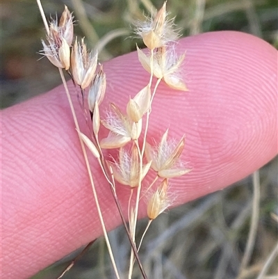 Eriachne mucronata (Mountain Wanderrie) at Gunderbooka, NSW - 22 Jun 2025 by Tapirlord