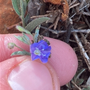 Evolvulus alsinoides (Slender Dwarf Morning Glory) at Gunderbooka, NSW - 22 Jun 2025 by Tapirlord