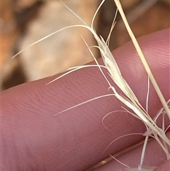 Aristida jerichoensis var. jerichoensis (Jericho Wiregrass) at Gunderbooka, NSW - 22 Jun 2025 by Tapirlord