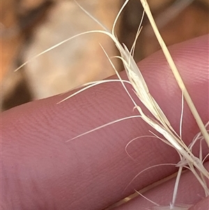 Aristida jerichoensis var. jerichoensis (Jericho Wiregrass) at Gunderbooka, NSW - 22 Jun 2025 by Tapirlord