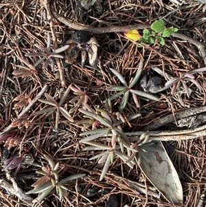 Calandrinia eremaea (Small Purslane) at Gunderbooka, NSW - 22 Jun 2025 by Tapirlord