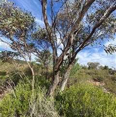 Eucalyptus morrisii (Grey Mallee) at Gunderbooka, NSW - 22 Jun 2025 by Tapirlord