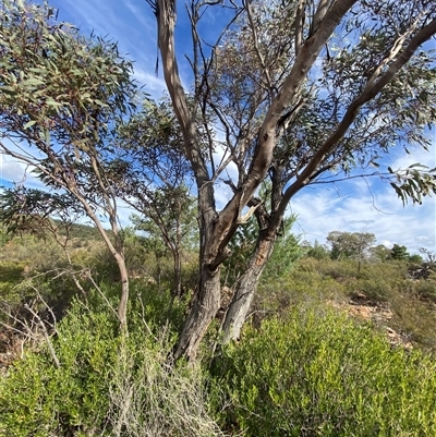 Eucalyptus morrisii (Grey Mallee) at Gunderbooka, NSW - 22 Jun 2025 by Tapirlord