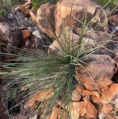 Lomandra patens (Irongrass) at Gunderbooka, NSW - 22 Jun 2025 by Tapirlord