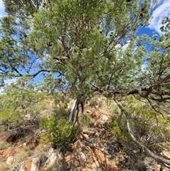 Callitris glaucophylla (White Cypress Pine) at Gunderbooka, NSW - 22 Jun 2025 by Tapirlord