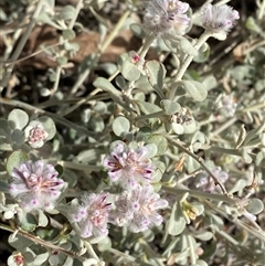 Ptilotus obovatus (Cotton Bush) at Gunderbooka, NSW - 22 Jun 2025 by Tapirlord