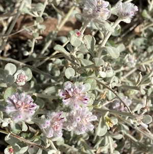 Ptilotus obovatus (Cotton Bush) at Gunderbooka, NSW - 22 Jun 2025 by Tapirlord
