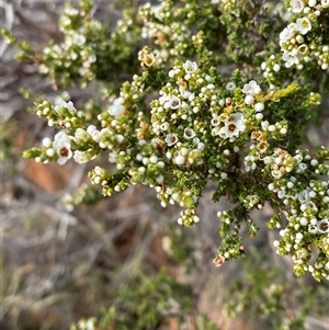 Micromyrtus sessilis at Gunderbooka, NSW - 22 Jun 2025 by Tapirlord