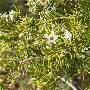 Philotheca linearis (Narrow-Leaf Wax-Flower) at Gunderbooka, NSW - 22 Jun 2025 by Tapirlord