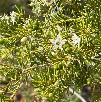 Philotheca linearis (Narrow-Leaf Wax-Flower) at Gunderbooka, NSW - 22 Jun 2025 by Tapirlord