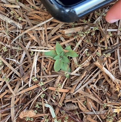 Pterostylis cobarensis (Dryland Orchid) at Gunderbooka, NSW - 22 Jun 2025 by Tapirlord