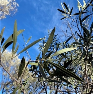 Alectryon oleifolius subsp. canescens (Cattle Bush) at Gunderbooka, NSW - 22 Jun 2025 by Tapirlord