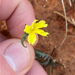Velleia glabrata (Smooth Velleia) at Gunderbooka, NSW - 22 Jun 2025 by Tapirlord