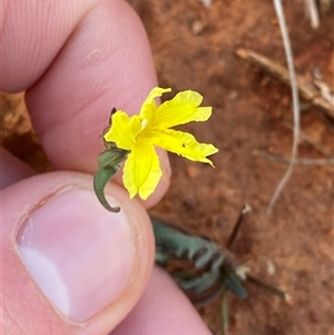 Velleia glabrata (Smooth Velleia) at Gunderbooka, NSW - 22 Jun 2025 by Tapirlord