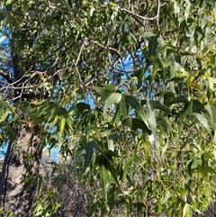 Brachychiton populneus subsp. trilobus (Desert Kurrajong) at Gunderbooka, NSW - 22 Jun 2025 by Tapirlord