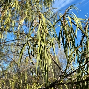 Eremophila longifolia (Weeping Emubush) at Gunderbooka, NSW - 22 Jun 2025 by Tapirlord