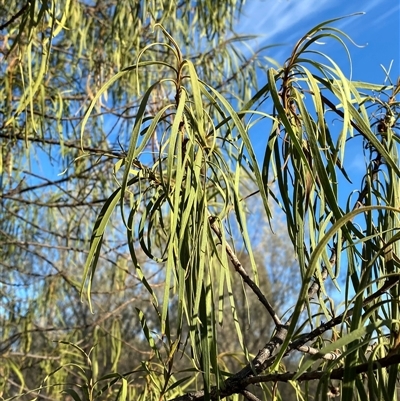 Eremophila longifolia (Weeping Emubush) at Gunderbooka, NSW - 22 Jun 2025 by Tapirlord