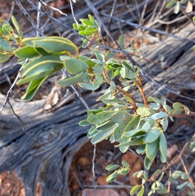 Senna artemisioides subsp. alicia at Gunderbooka, NSW - 22 Jun 2025 by Tapirlord