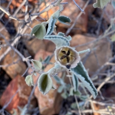 Abutilon otocarpum (Desert Lantern) at Gunderbooka, NSW - 22 Jun 2025 by Tapirlord