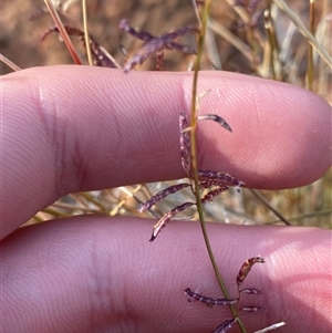 Eragrostis eriopoda (Woollybutt) at Gunderbooka, NSW - 22 Jun 2025 by Tapirlord