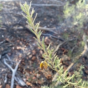 Eremophila latrobei subsp. latrobei at Gunderbooka, NSW - 22 Jun 2025 by Tapirlord