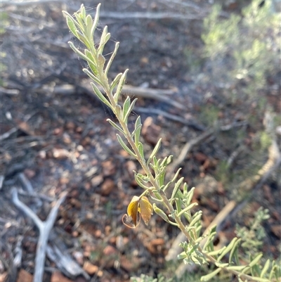 Eremophila latrobei subsp. latrobei at Gunderbooka, NSW - 22 Jun 2025 by Tapirlord