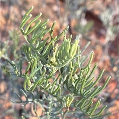 Senna artemisioides subsp. x artemisioides (Silver Cassia) at Gunderbooka, NSW - 22 Jun 2025 by Tapirlord