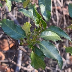 Dodonaea petiolaris (Green Hopbush) at Gunderbooka, NSW - 22 Jun 2025 by Tapirlord