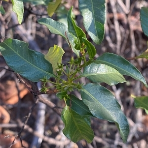 Dodonaea petiolaris (Green Hopbush) at Gunderbooka, NSW - 22 Jun 2025 by Tapirlord