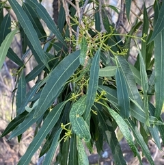 Alstonia constricta (Bitterbark, Quinine Bush) at Gunderbooka, NSW - 22 Jun 2025 by Tapirlord