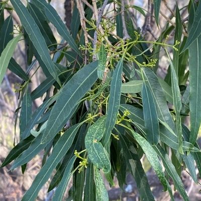 Alstonia constricta (Bitterbark, Quinine Bush) at Gunderbooka, NSW - 22 Jun 2025 by Tapirlord
