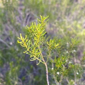 Philotheca linearis (Narrow-Leaf Wax-Flower) at Gunderbooka, NSW - 22 Jun 2025 by Tapirlord